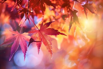 Poster - Backlit red maple leaves glowing in golden sunlight create a magical autumn scene