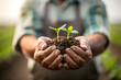 © Agha - Hands Holding Soil with Growing Seedlings Outdoors