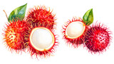 Watercolor illustration of rambutan fruit, for graphic set or tropical concept design