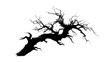 © Digital Dreamscapes - Dark shadowy tree has bare branches on transparent background.