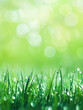 © Вікторія Пащина - In the tranquil embrace of a refreshing morning, delicate raindrops gently settle upon the vibrant green blades of grass, painting a picturesque scene in this lush landscape. Each droplet catches the