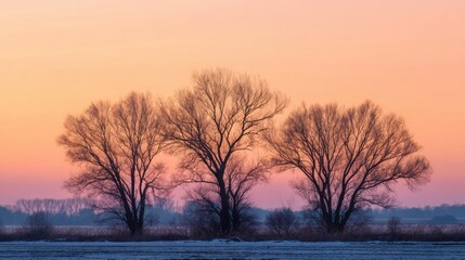 Wall Mural - Three bare trees stand silhouetted against a colorful sunset sky. The scene captures the calm of winter as hues of pink and orange blend. A tranquil atmosphere envelops the landscape.