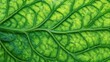 © mila103 - Close view of a rich green leaf highlights complex vein structures and textures, illuminated by sunlight. The leaf's vibrant color and patterns reflect healthy plant life, evoking nature's beauty.