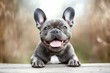 © EBBE - A cheerful black French bulldog radiates joy.
