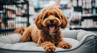 © Every Thing PNG - Happy golden doodle dog sitting on a dog bed