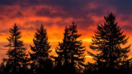 Wall Mural - The sun sets behind towering evergreen trees, casting silhouettes against a dramatic sky filled with vibrant hues of orange, pink, and purple, creating a tranquil atmosphere in nature.