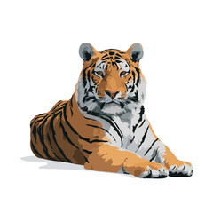 Wall Mural - tiger isolated in White Background, tiger vector, Flat lay vector illustration