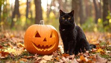 Black Cat With Pumpkin Free Stock Photo - Public Domain Pictures