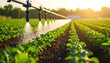 © Sipayungta Stocks - Macro photo of a smart irrigation drip system watering green crops on organic farmland. Represents sustainable, modern, and precise agricultural methods.