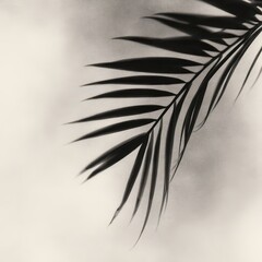 Poster - Elegant shadow of a palm leaf.