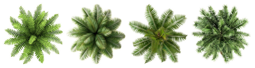 Wall Mural - png lush green tropical plant foliage, element set on transparent background
