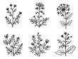 © Nazma Begum - Joe Pye Weed clear vision illustration