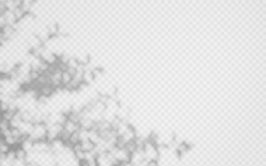 Wall Mural - abstract shadow overlay from tree branch on a transparent background.