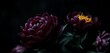 © chanisorn - Dark moody backdrop, soft-focus black peonies, ample copy space,  bloom,  aesthetic