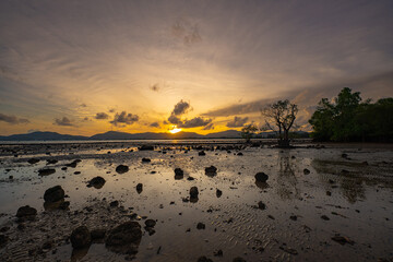 Wall Mural - Golden hour unfolds in a mesmerizing time lapse as sunlight pours through the gaps in the mangrove trees. Gentle waves lap the shoreline, adding movement to this serene and meditative coastal scene.