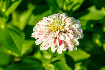 top view, close distance of, a zinnia flower, in full bloom, with green leaves background, under mor