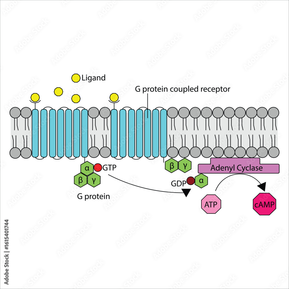 Stock-Vektorgrafik „G Protein-Coupled Receptor Signaling Pathway ...