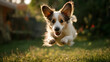 © Tiffany Yan - Cute Dog Happily Playing in a Park on Green Grass in Motion