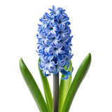 blue hyacinth png single blue hyacinth flower PNG botanical bloom close-up isolate png transparent background image