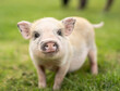 © Katja - Cute mini pig front