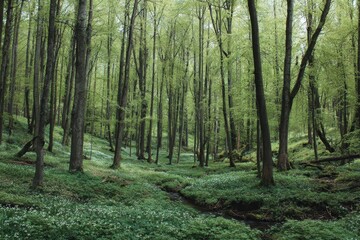  A lush woodland in springtime