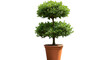 © Sky - Isolated Potted Green Tree Plant Illustration On Transparent Background
