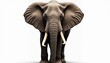 © junet - An elephant in a white setting, showcasing its prominent tusks and large ears.