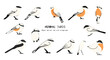 © Ashley - Pixel Art Birds Illustration Set On Black Background Isolated PNG