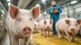 Close-up of a pink pig in a barn with a farmer in the background, surrounded by other pigs, showcasing farm life and animal husbandry in a modern agricultural setting