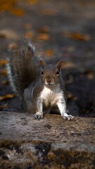 Wall Mural - curious squirrel in autumn