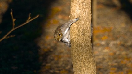 Wall Mural - squirrel on tree trunk in sunlit forest
