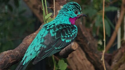 a Spangled Cotinga bird sitting on a tree branch