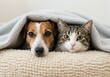 © Habibur - A cute dog and cat snuggled together under a cozy blanket