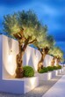 © Tarakan - Olive trees, illuminated white wall,  garden path at dusk