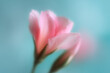 © Happy - Dream abstract blurry motion vibrant flower posters,summer blossom flower iridescent background