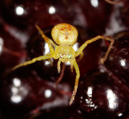 Wall Mural - A yellow spider is standing on a red surface