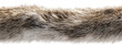© Rizki - Detailed close-up view of a textured animal fur