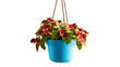 © Pule Stock - Vibrant hanging plant in a bright blue pot against a white isolated background.