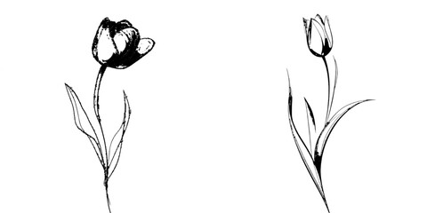 In a modern illustration, a tulip flower is depicted using continuous line art, with simple black lines forming the sketch that is isolated on a white background