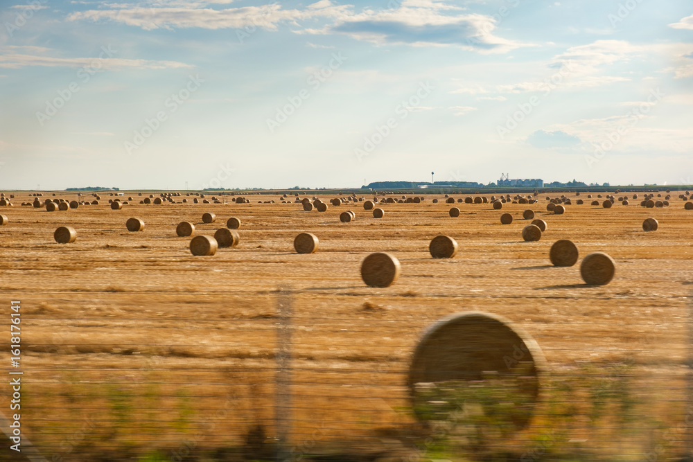 Golden wheat field with scattered round hay bales under a cloudy blue ...