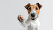 © Curioso.Photography - Cute Jack Russell Terrier dog raising its paw against a white background.