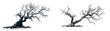 © Sami - old dead spooky tree isolated on a transparent background