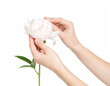 © FarukMiah - Hand delicately adjusting petals of a peony,