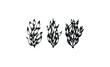 © Mr. Stocker - Detailed black and white botanical drawing of three leafy plants in a row. Vector retro hand drawn illustration
