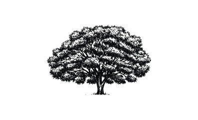Wall Mural - intricate black and white illustration of a majestic tree with detailed branches and leaves. vector 