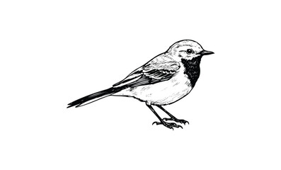 Wall Mural - detailed black and white sketch of a small bird in profile view. vector retro hand drawn illustratio