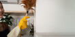 © Natee Meepian - Home Cleaning. Woman using a feather duster to clean shelves with a smile.