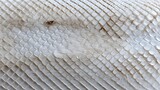 Close-up of white snake scales with detailed texture and patterns