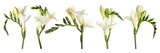 Set of beautiful freesia flowers isolated on white