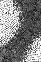 Poster - Abstract pattern of cracked reptile skin texture for background design